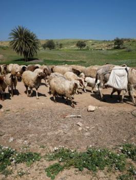 اصابة راعي اغنام في الاغور بعد تعرضه لهجوم من قبل المستوطنين 