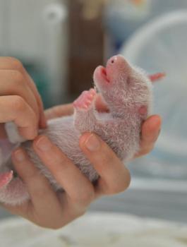 محاولات لإنقاذ باندا توفي توأمه بعد حالة ولادة نادرة