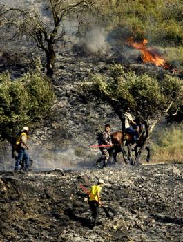 مستوطنون يحرقون 60 دونماً من أشجار الزيتون في بورين جنوب نابلس