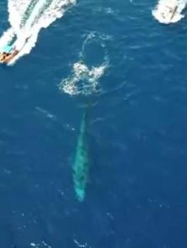 ظهور الحوت الأزرق لأول مرة في مياه البحر الأحمر