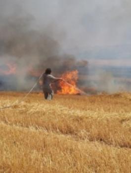 حرق محاصيل المواطنين في الخليل 