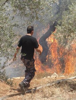 المستوطنون يحرقون أشجار الزيتون في نابلس 