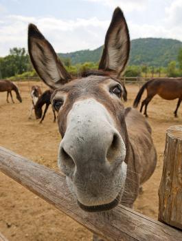 حليب الحمير 