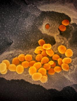 منشا فيروس كورونا