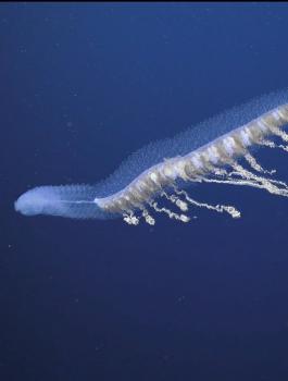 العثور على اضخم حيوان بحري في العالم 