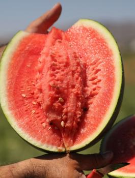 البطيخة الحمراء 