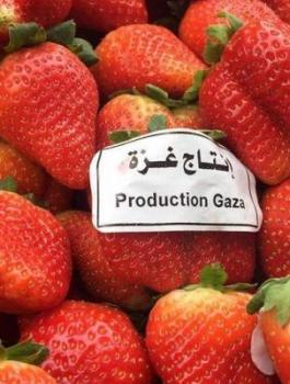 استيراد منتجات زراعية من غزة 