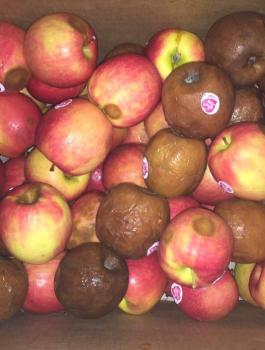 ضبط طن ونصف تفاح غير صالح للاستهلاك 