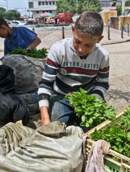 ظاهرة تشغيل الاطفال في فلسطين 