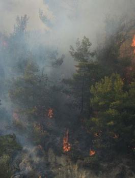 الجيش الإندونيسي يوعز بإطلاق النار على من يضرم النار بالغابات عمدا