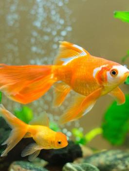 السمكة الذهبية 