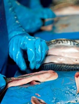 اسماك مجمدة وفيروس كورونا 