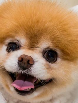 وفاة أجمل كلب في العالم 