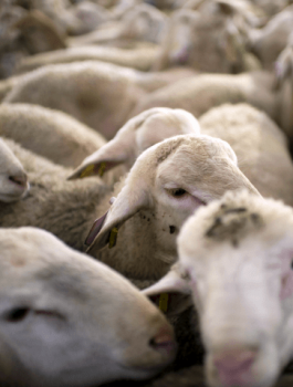 قانون الذبح الحلال في بلجيكا 