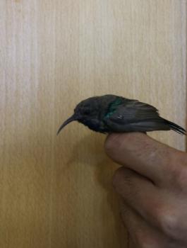 الشرطة تنقذ طيور 