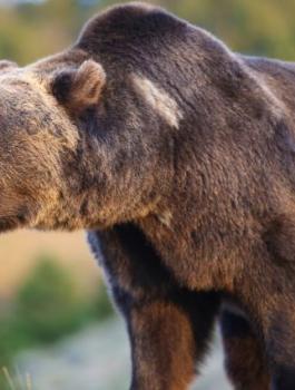 دب سوري يقضي على رجل 