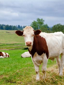 مزارعو الابقار في اسرائيل 