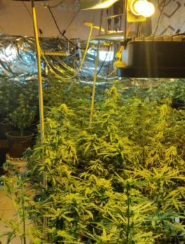 ضبط مستنبت مخدرات في العيزرية 