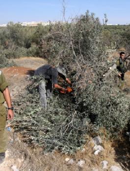 الاحتلال يخطر باقتلاع أشجار