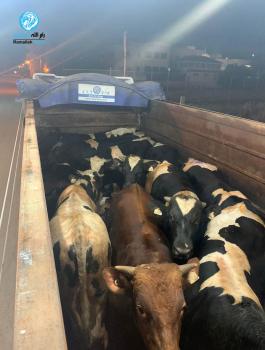 ضبط شاحنة عجول في جنين 