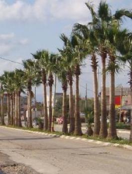 مصادرة اراضي الفلسطينيين على طريق جنين الناصرة 