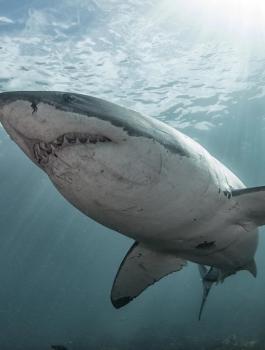 شاب ينقذ زوجته من القرش الابيض 