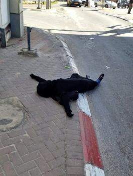 اعدام سيدة فلسطينية على حاجز الزعيم 
