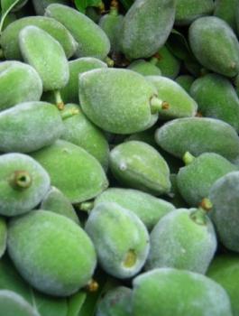 سعر اللوز الاخضر في الضفة 