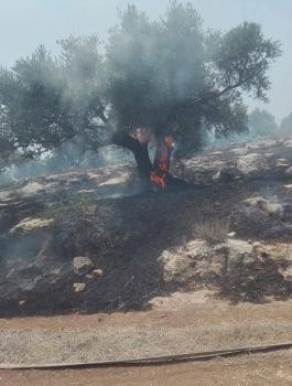اندلاع حريق في 100 شجرة زيتون في كفر دان