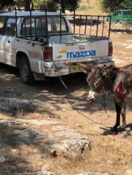 تعذيب حمار في الخليل 