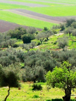 غرامات لمن يقتلع شجرة زيتون في رام الله 