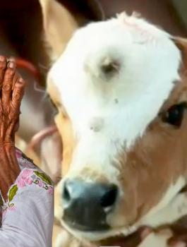 قتل الابقاء في الهند 