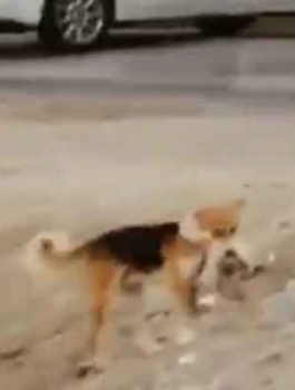 قط يدفن كلب 