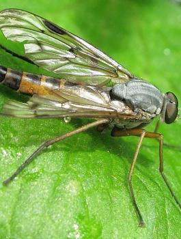 الذباب والملايين 