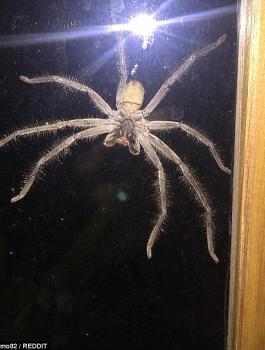 ظهور عناكب في استراليا 