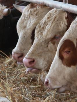 اصابة الابقار