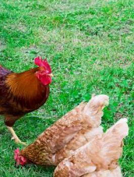 تربية_الدجاج_في_المنزل
