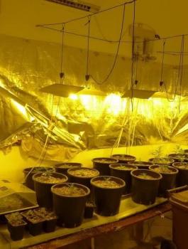 ضبط شتل ماريجوانا في قلقيلية 