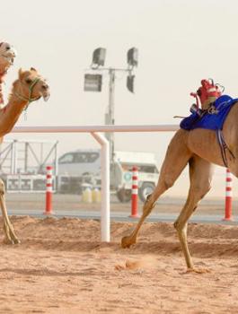 السعودية والابل 