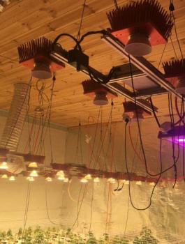 ضبط مشتل مخدرات في اريحا 