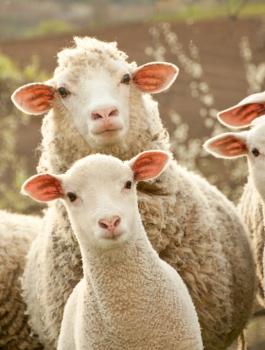 قطر تستورد أغنام من استراليا 