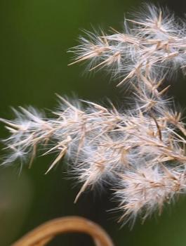 نبتة الأمبروسيا في جنين 