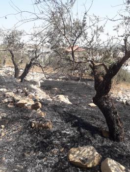 حرائق في جنين 