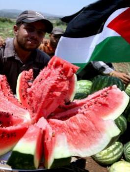 طريقة سهلة للتمييز بين البطيخ الأحمر الناضج و البطيخ غير الناضج