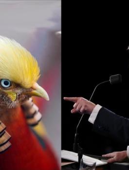 طائر صيني يشبه ترمب