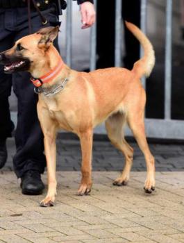 الشرطة السودانية تلاحق بائعات الشاي بكلاب بوليسية