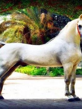 نفوق أجمل حصان في مصر ثمنه 10 مليون دولار لأسباب مؤسفة