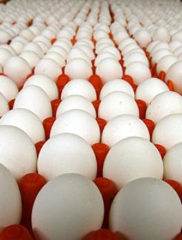 اتلاف بيض في غزة 