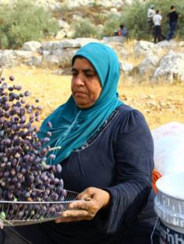 موعد قطف الزيتون في فلسطين 