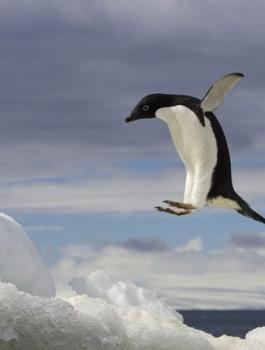 القطب الجنوبي 